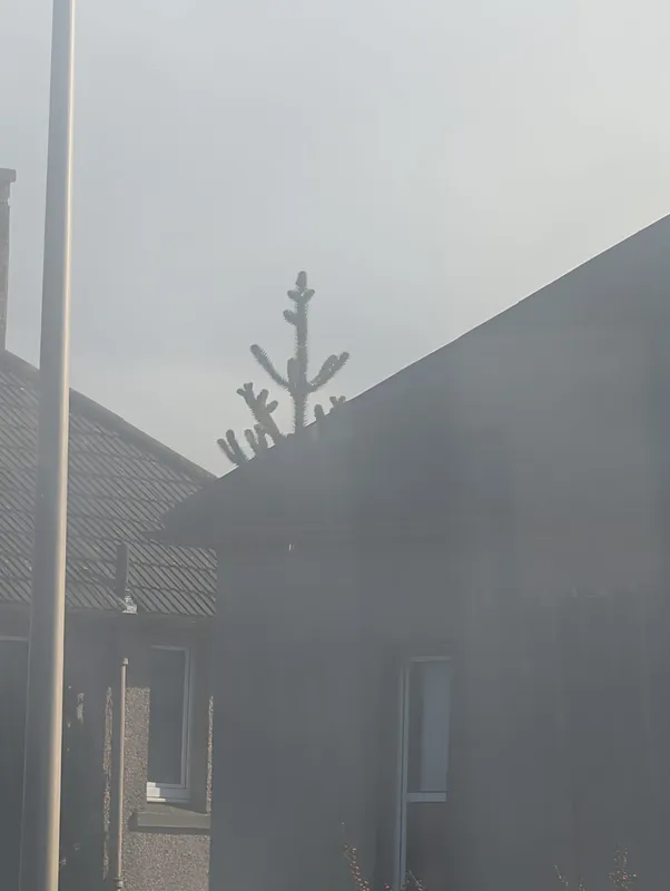 Spotted through a dirty bus window