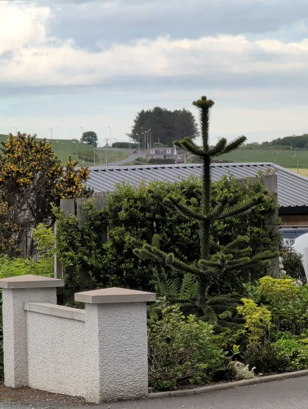 Monkey puzzle tree image
