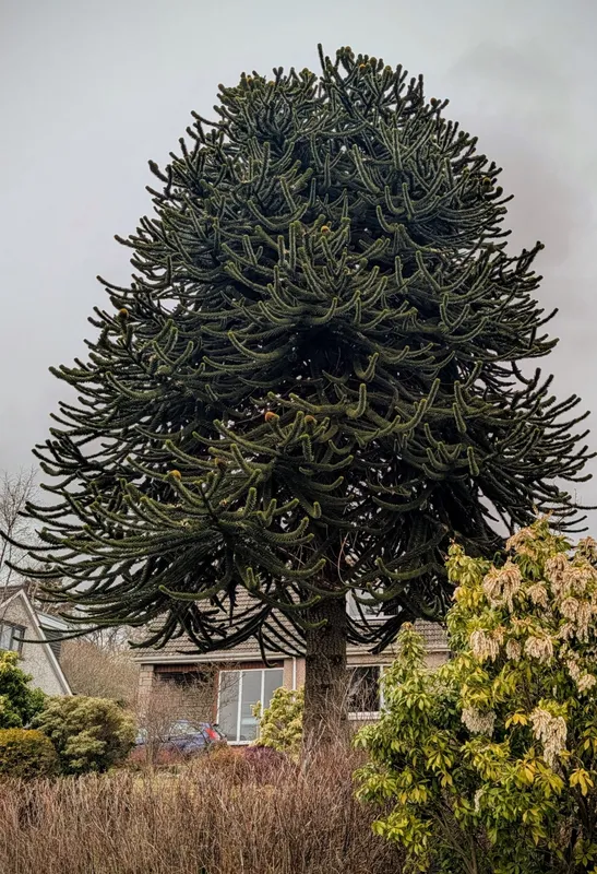 Corner tree among the houses