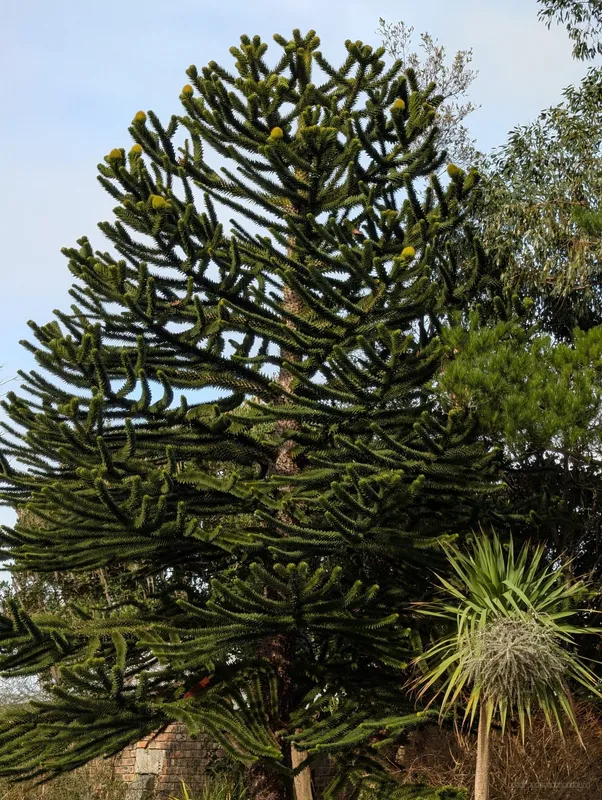 Lovely garden near the Commonwealth Pool
