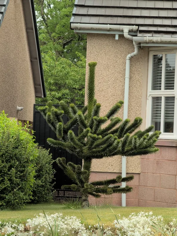 Monkey puzzle tree image