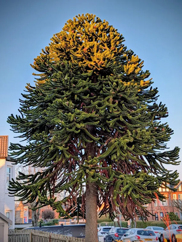 A Magnificent Cardonald Puzzler