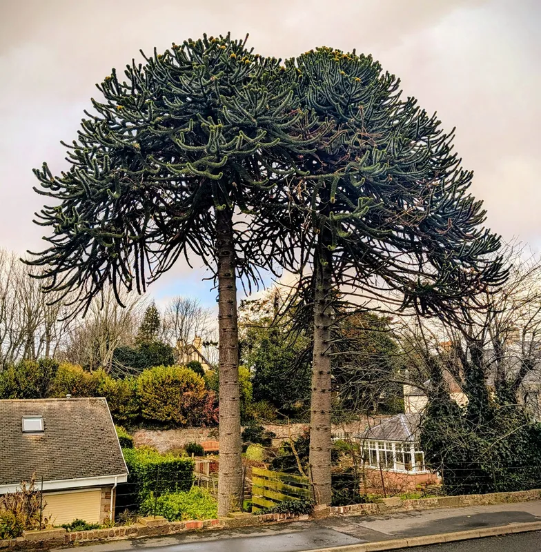 The second of the splendid twins