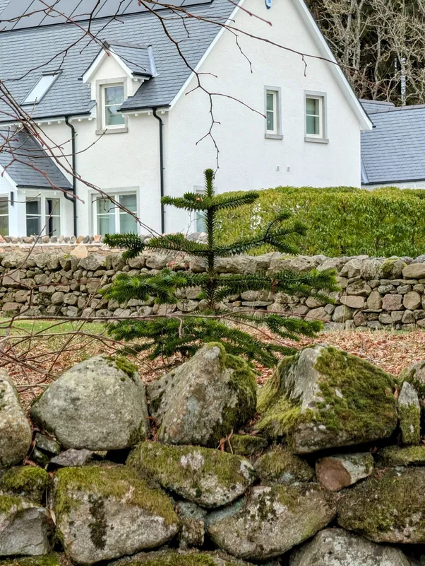 Opposite an old giant