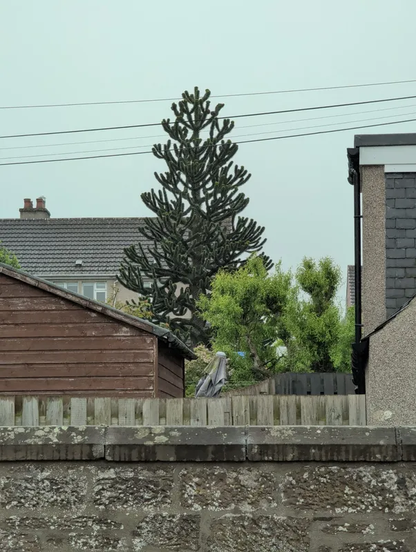 Monkey puzzle tree image