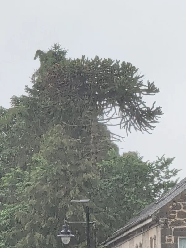 Monkey puzzle tree image