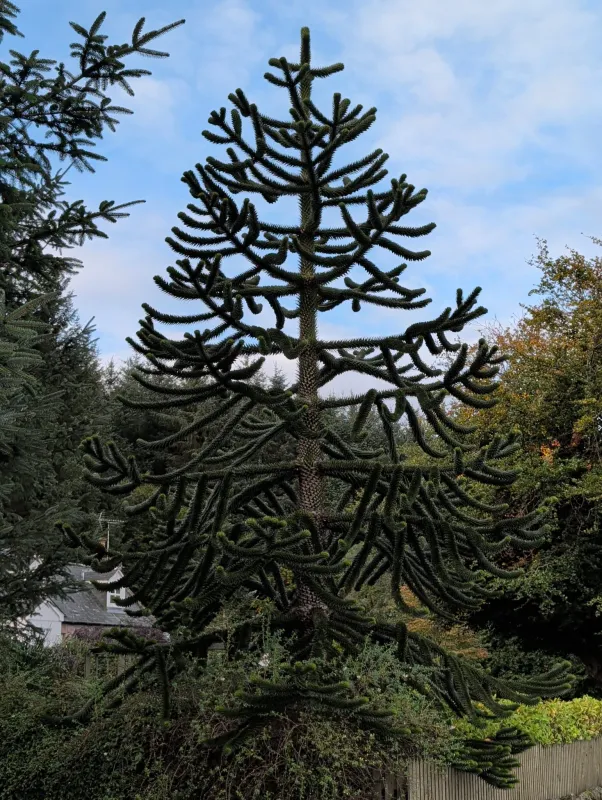 The Tarland Tree of Many Layers