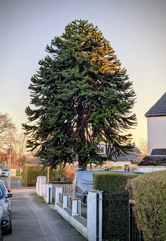 A Magnificent Cardonald Puzzler