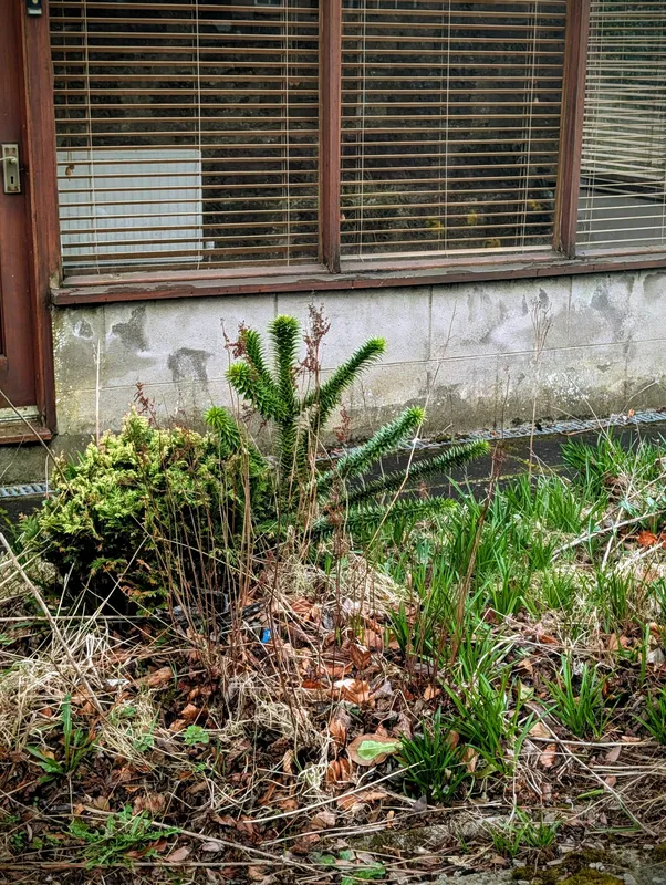 Junior in the shadow of seniors