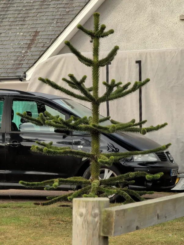 The Tarland Tree Still Filling In Forms