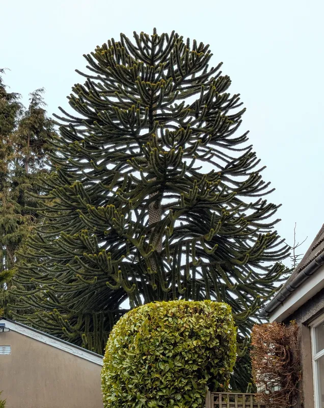 Backyard in the 'burbs