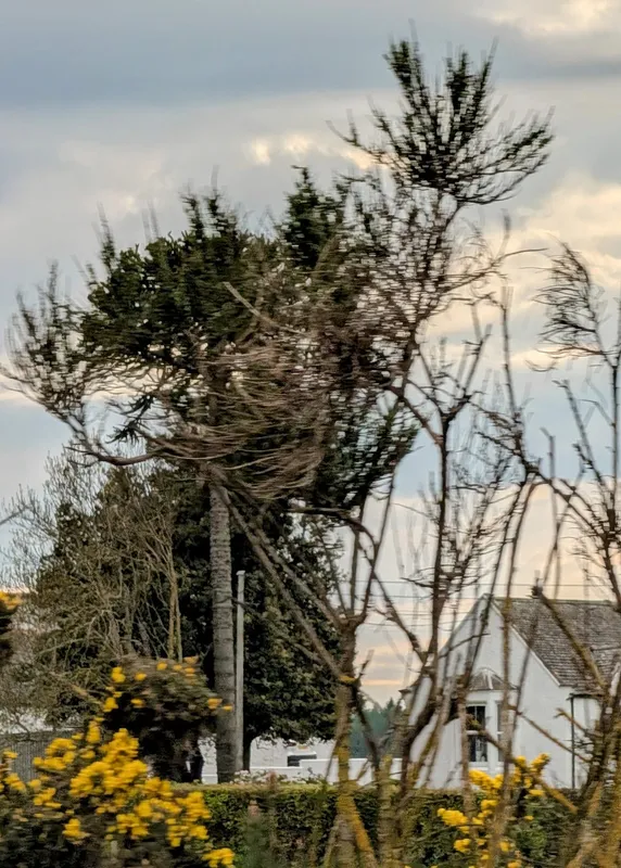 Opportunistic snap of a Fochabers monster near the Baxters factory