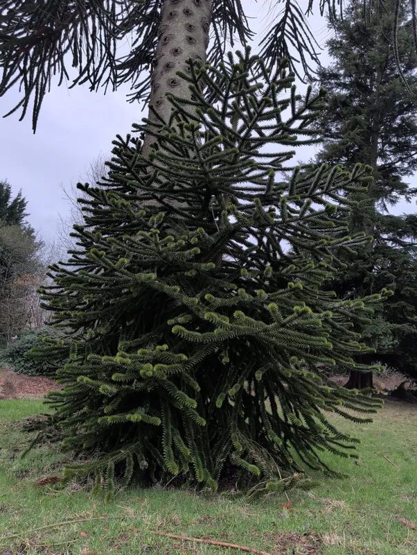 Smallest tree of the trio