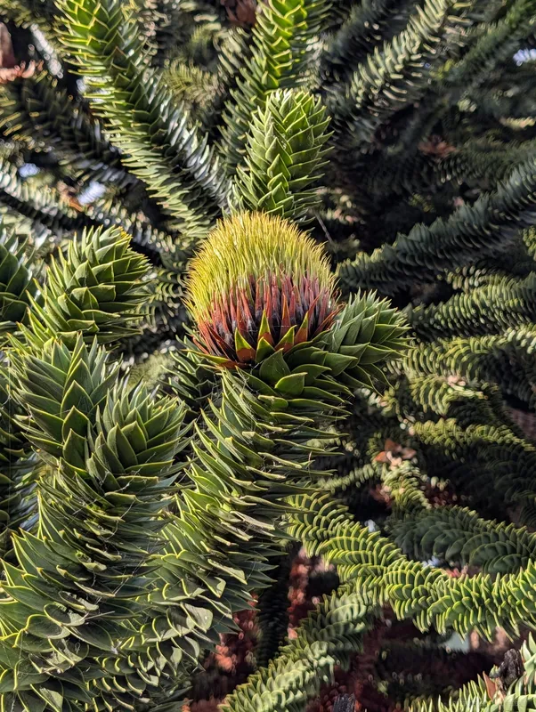 Tree in seed next to the John McIntyre Centre, Pollock Halls