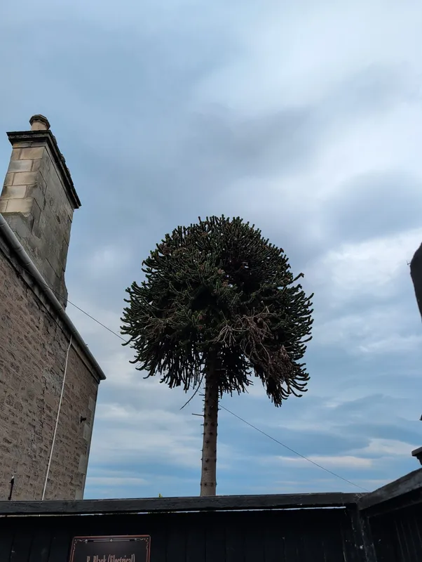 Monkey puzzle tree image