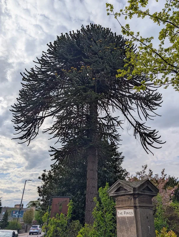 The Chilean Pines?