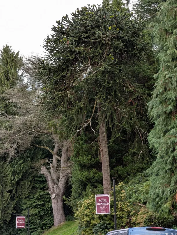 Lots of huge Monkey Puzzles in Dunkeld