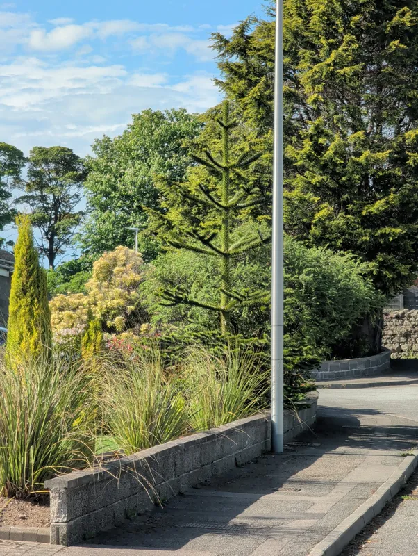 Monkey puzzle tree image