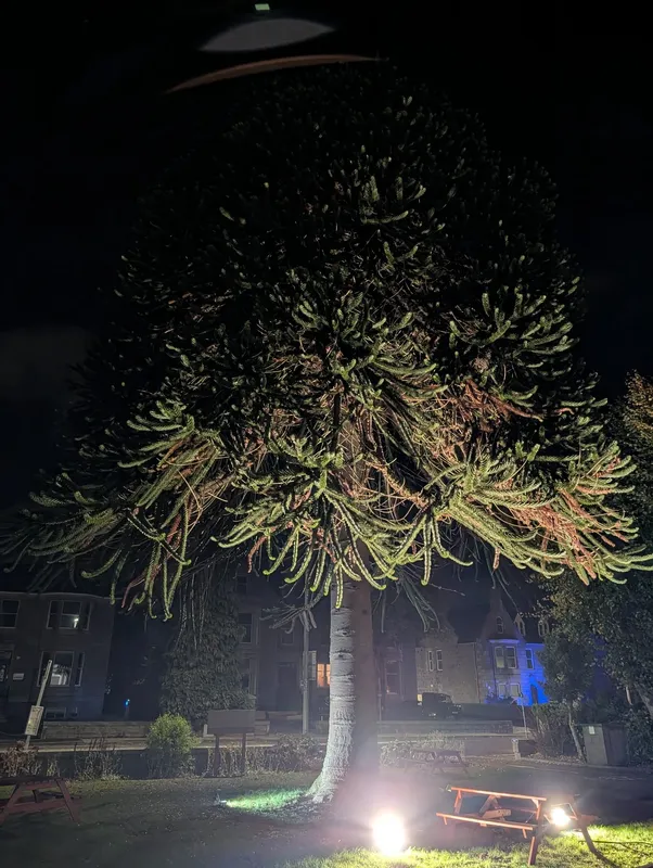The Sportsman's Monkey Puzzle at night
