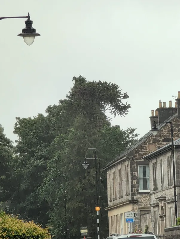 Monkey puzzle tree image