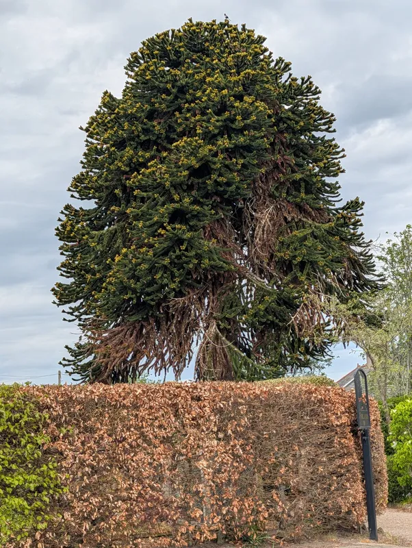 Flowering in Fochabers