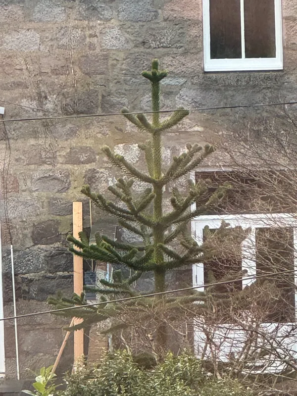 Monkey puzzle tree image