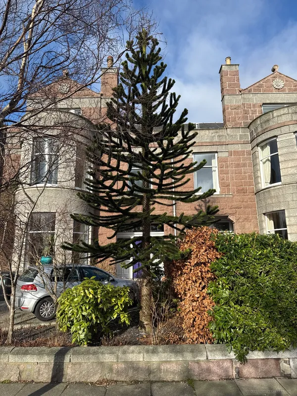 Monkey puzzle tree image
