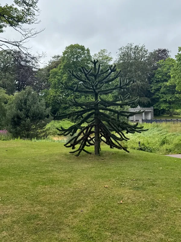 Monkey puzzle tree image