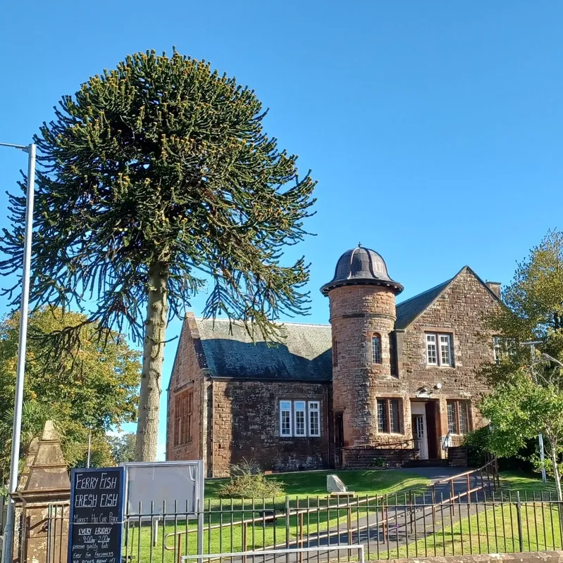 The Copycat Monkey Puzzle Tree
