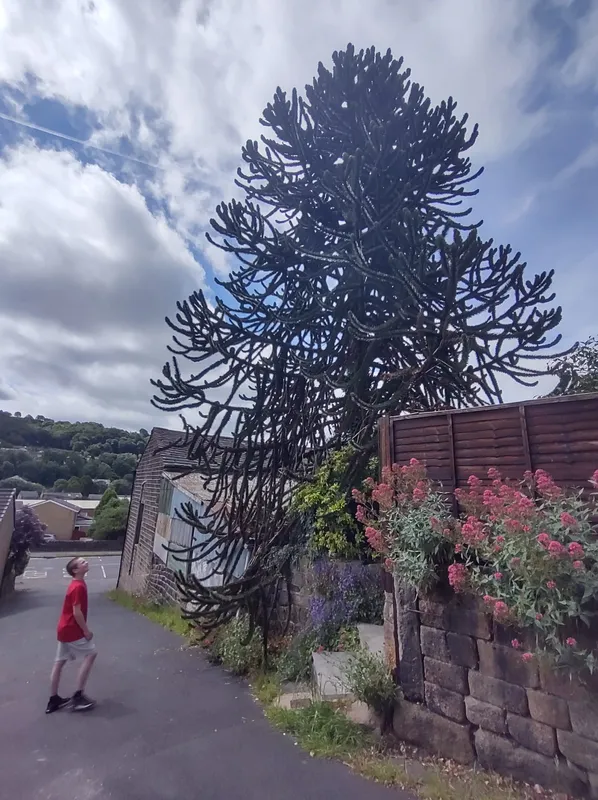Two meny branches 