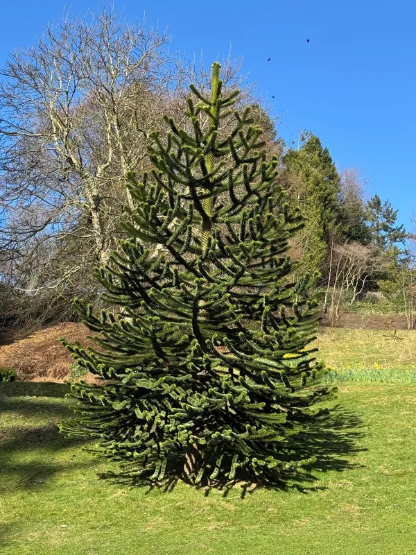 Monkey puzzle tree image
