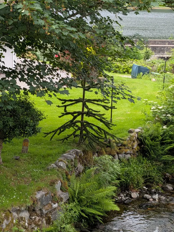 Monkey puzzle tree image