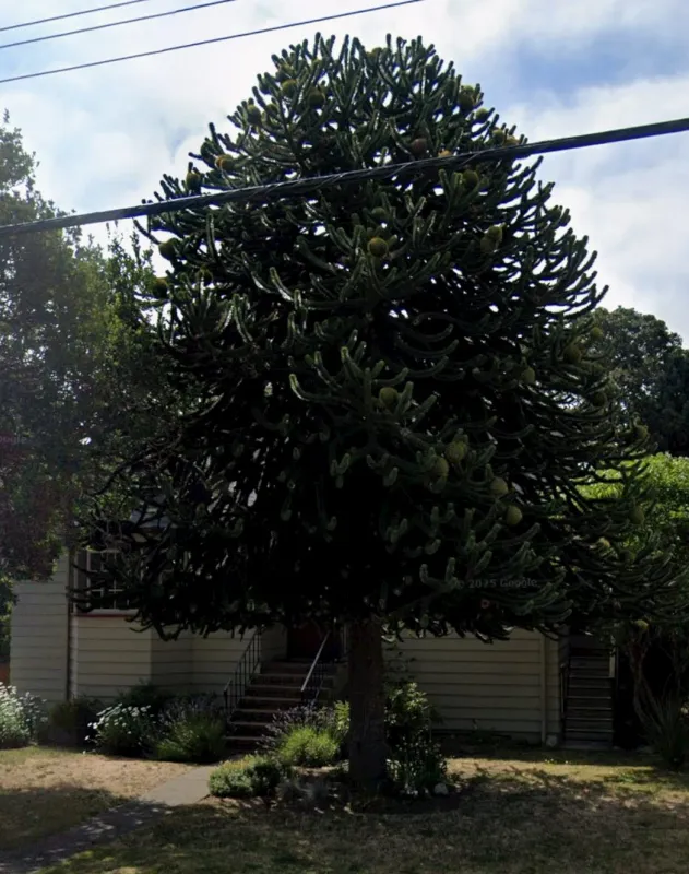 Monkey puzzle tree image