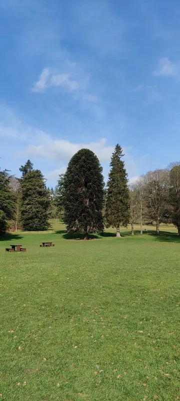 Old Monkey of Camperdown 