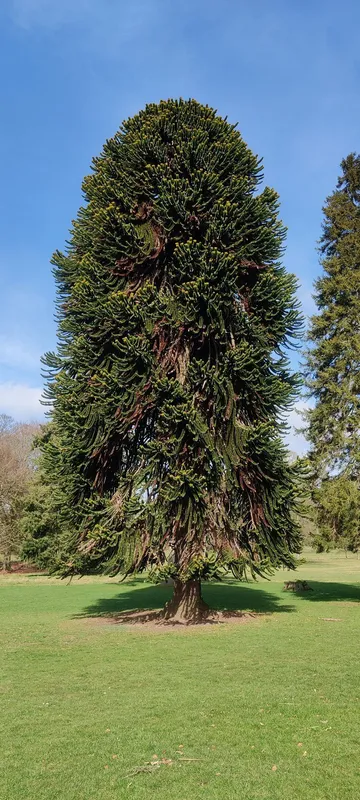 Old Monkey of Camperdown 