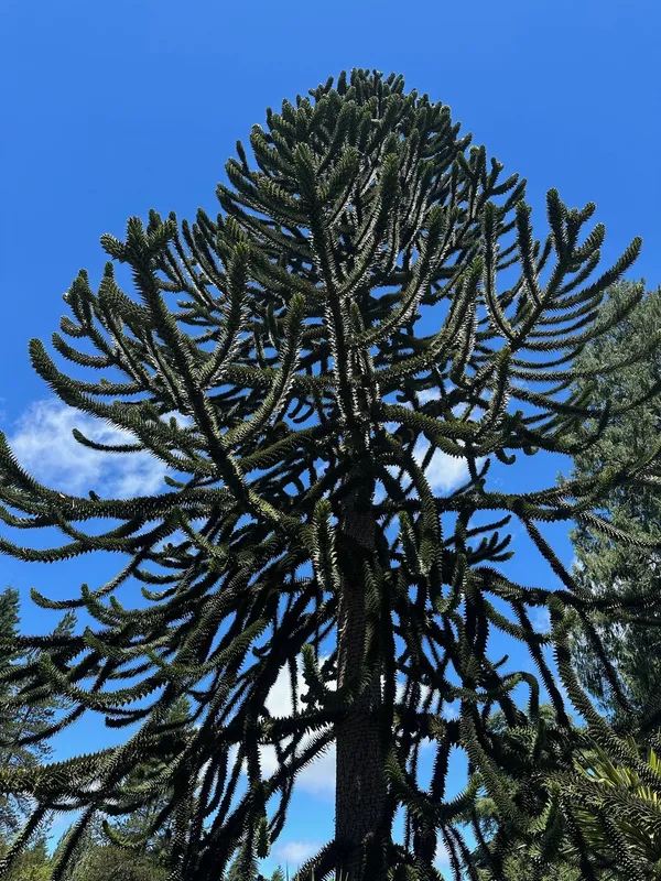 Monkey puzzle tree image