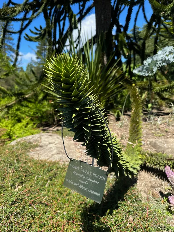 Monkey puzzle tree image