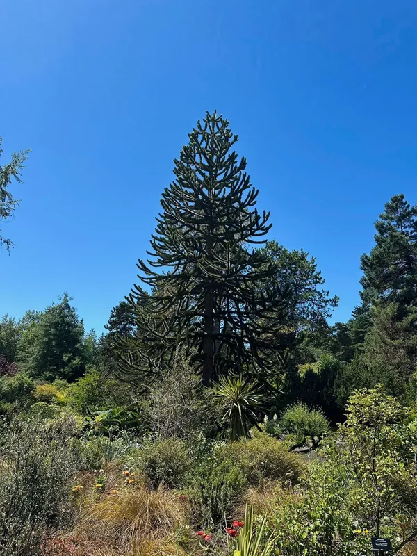 Monkey puzzle tree image
