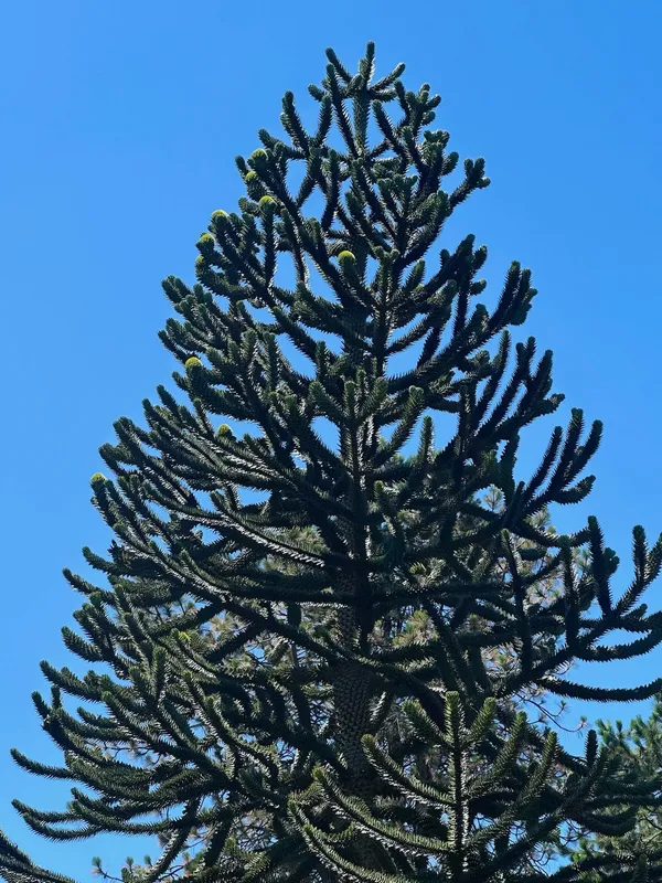 Monkey puzzle tree image