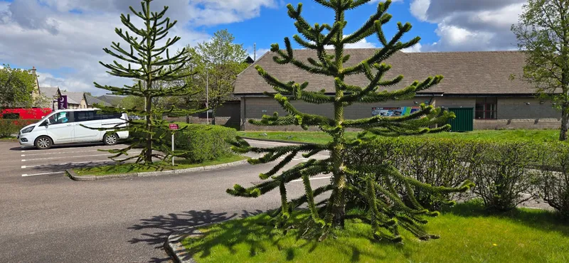 Two trees in same site. This should count as two sightings 