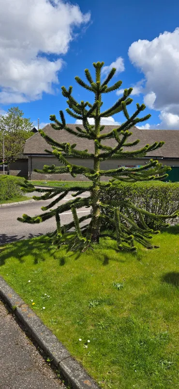 Two trees in same site. This should count as two sightings 