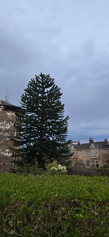 Monkey puzzle tree image
