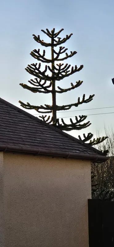 Sneaky one. Was trying to hide behind a house 