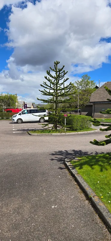 Two trees in same site. This should count as two sightings 
