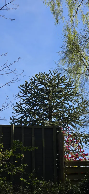 View from nature path near scotstoun