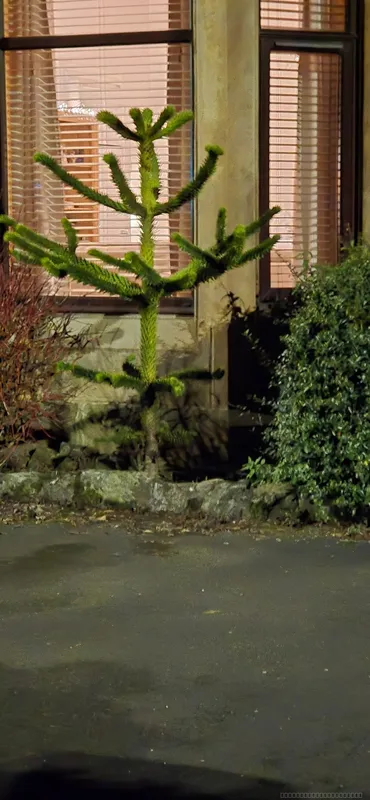 Stenhousemuir is mad for monkey puzzle