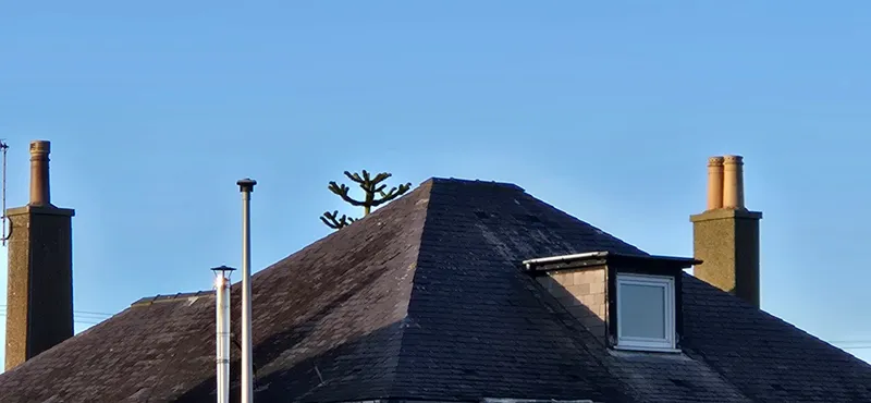 Sneaky one. Was trying to hide behind a house 