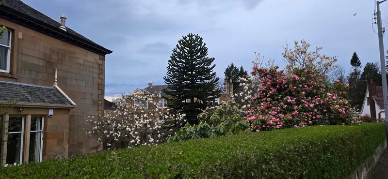 Monkey puzzle tree image