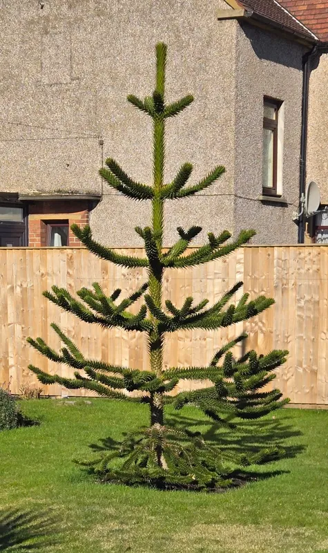 Stenhousemuir near the wee Premier supermarket 