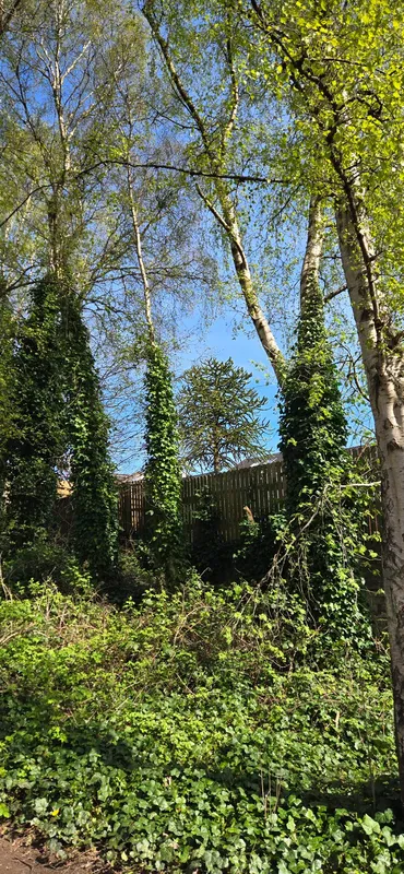 View from nature path near scotstoun